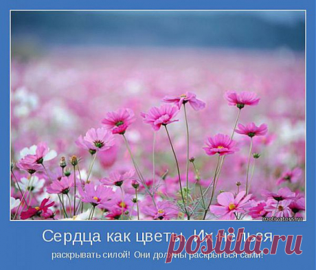 Сердца как цветы. Их нельзя | Позитивные мотиваторы