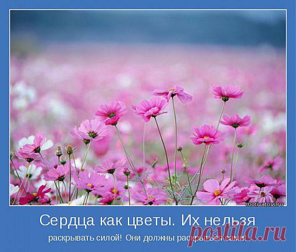 Сердца как цветы. Их нельзя | Позитивные мотиваторы
