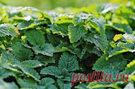 ️ Целебные отвары и настои из мелиссы.