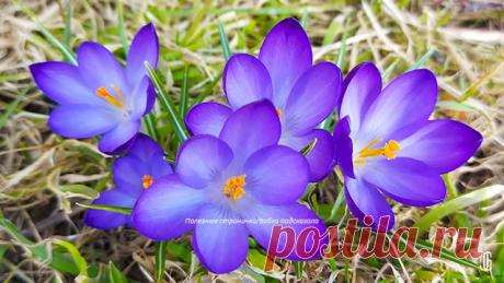 15 февраля - Сретение Господне. Народные приметы на предстоящую погоду 15 февраля. Народные обычаи и поверья, что можно, а что нельзя делать на Сретение 15 февраля.