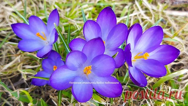 15 февраля - Сретение Господне. Народные приметы на предстоящую погоду 15 февраля. Народные обычаи и поверья, что можно, а что нельзя делать на Сретение 15 февраля.