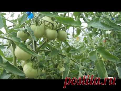 Помидоры, точнее помидоры в теплице, выращивание помидор (или, как в народе говорят, выращивание помидоров) - тема данного ролика. Также в ролике посадка огу...