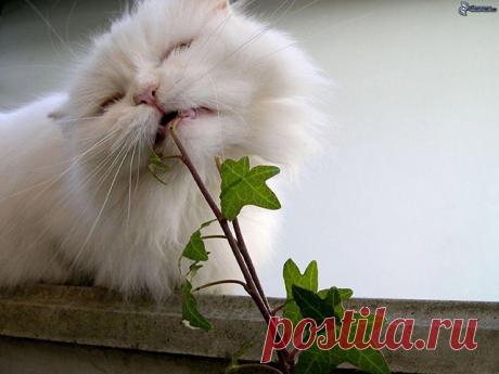 Потенциальная опасность — ядовитые растения у вас дома