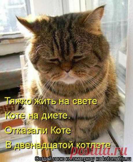 Лучшие котоматрицы недели / Питомцы