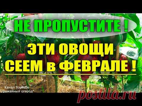 КАКИЕ ОВОЩИ САЖАТЬ В ФЕВРАЛЕ НА РАССАДУ