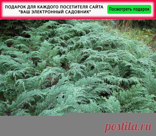 Микробиота - описание, размножение, уход, посадка, фото, применение в саду, сорта и виды