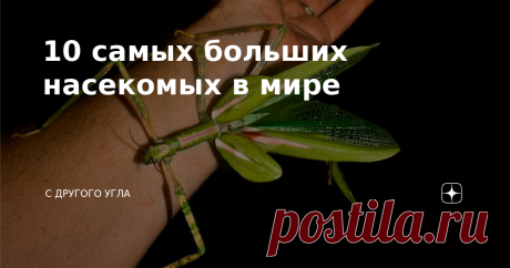 10 самых больших насекомых в мире На Земле проживает более 900 тысяч видов насекомых. Многие виды еще не открыты. Большинство людей их очень бояться, потому что они страшные и выглядят отвратительно. Эти насекомые доставляют много неприятностей, если заползут в дом. Но есть такие виды, к которым не захочется приближаться.  От каких видов насекомых вам захочется съехать из дома? Терафоза блонда Терафоза Блонда является самым большим насекомым в мире, это отмечено в Книге ре...