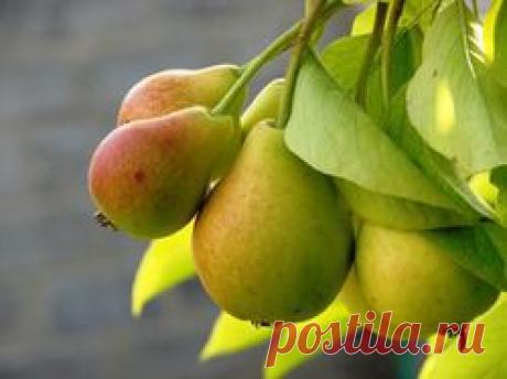 Как защититься от грушевой плодожорки - грушевая плодожорка, борьба с грушевой плодожоркой