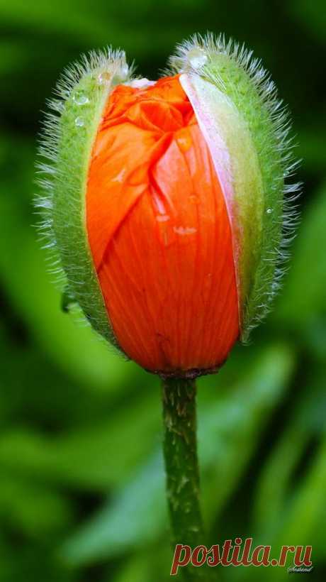 Pinterest