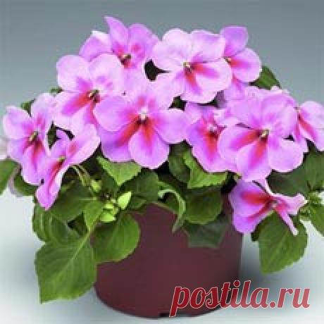 Бальзамин - цветок с множеством имен БАЛЬЗАМИН (Impatiens L.) - род растений относится к семейству Бальзаминовые (Balsaminaceae). Родина: субтропики и тропики Азии и Африки. Цветение бальзаминов начинается с конца весны и до поздней осен…