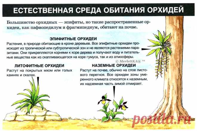 Орхидеи встречаются в самых разных местах по всему миру,
но их естественная среда обитания - это, как правило, тропические леса.

В этих лесах царит тёплый и влажный климат с чётко выраженными сезонами дождей и засухи. Орхидеи приспособились к жизни в этих условиях, используя различные стратегии выживания.