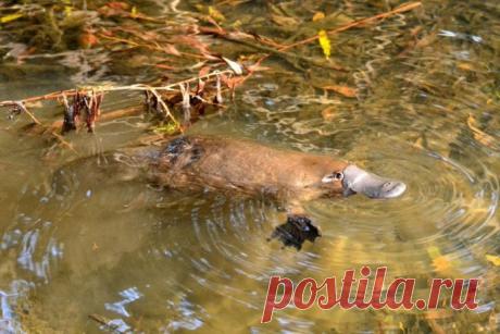 Утконос населяет берега маленьких рек и стоячих водоемов Восточной Австралии. Одно из немногих ядовитых млекопитающих, наряду с землеройками, щелезубами и толстыми лори, обладает токсичными шпорами на ногах и слюной. Яд утконоса может убить некрупное животное и вызвать сильную боль и отек конечности у человека