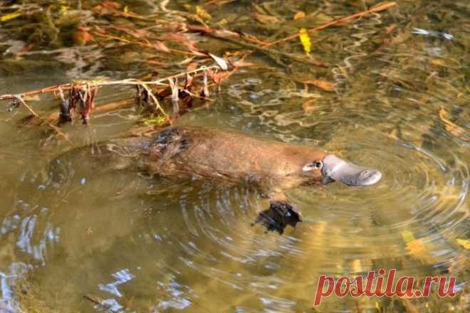 Утконос населяет берега маленьких рек и стоячих водоемов Восточной Австралии. Одно из немногих ядовитых млекопитающих, наряду с землеройками, щелезубами и толстыми лори, обладает токсичными шпорами на ногах и слюной. Яд утконоса может убить некрупное животное и вызвать сильную боль и отек конечности у человека