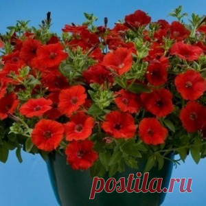 4 ШАГА К ХОРОШЕЙ РАССАДЕ ПЕТУНИЙ.