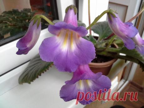 Растение хирита - сорта, особенности выращивания, правила ухода