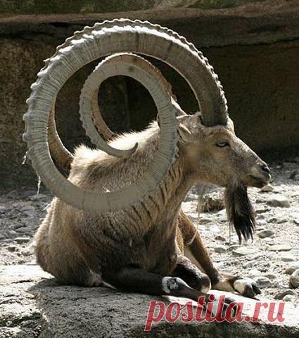 величавый рогоносец