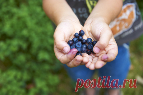 Голубика на даче — Делаем руками