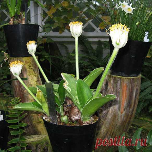 Комнатное растение Хемантус (Haemanthus). Название растения намекает на яркую окраску его мощного соцветия (греч. haima - "кровь"). Соцветие поднимается над компактной розеткой листьев на цветоносе длиной до 60 см. Родина растений - Южная Африка, где хемантусы растут на склонах гор. У некоторых видов осенью или в начале зимы есть период покоя, на время которого растения сбрасывают листья. В продаже встречается хемантус Катарины (H.katharinae).
