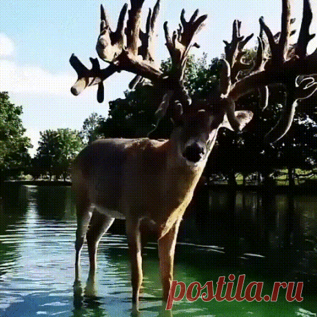 Какой красавец
