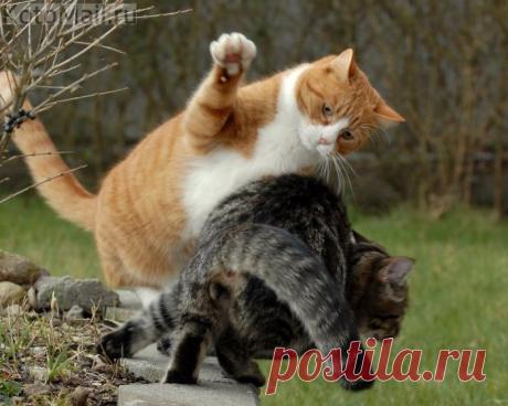 Вот, вот тебе! Будешь в следующий раз знать, как брать чужую рыбу! | KotoMail.ru