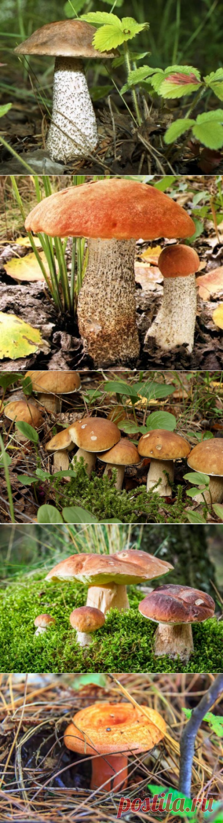 Выращиваем лесные грибы на даче.