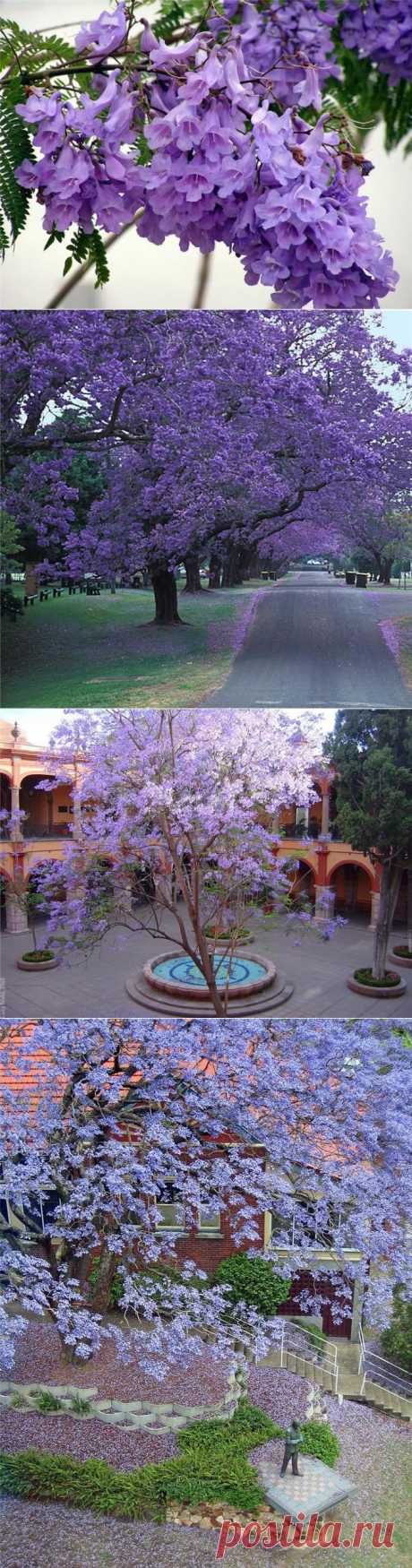 ЖАКАРАНДА (JACARANDA) - ДЕРЕВО-КОЛОКОЛЬЧИК | Самоцветик