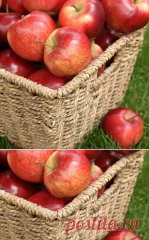 Выбираем осенний сорт яблок | Садовод (Усадьба)