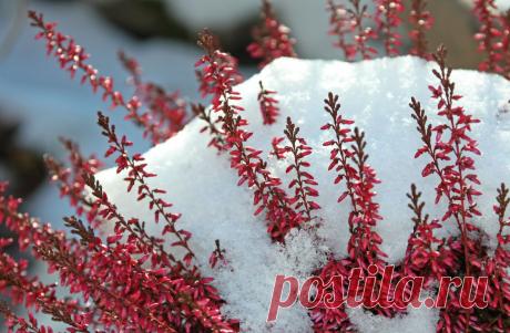 5 распространенных мифов о зимнем укрытии растений. Сохраните любой пост с сайта 7dach.ru в Постиле и выиграйте призы от интернет-магазина Клуб Красоты. Чем больше постов - тем выше шансы. Розыгрыш состоится в понедельник, 30 января. В акции участвуют все посты, которые содержат этот текст или фото призов!