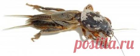 Как бороться с медведкой на огороде и в теплице | Выращивание томатов на дачном участке