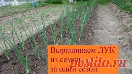 ВЫРАЩИВАЕМ ЛУК ИЗ СЕМЯН ЗА ОДИН СЕЗОН (13.06.2017)
