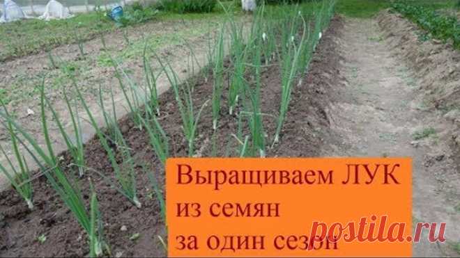ВЫРАЩИВАЕМ ЛУК ИЗ СЕМЯН ЗА ОДИН СЕЗОН (13.06.2017)