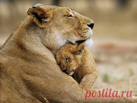 ТАКИЕ РАЗНЫЕ И ОЧЕНЬ ТРОГАТЕЛЬНЫ - 46 фото. Фотографии Тамара Колинченко.