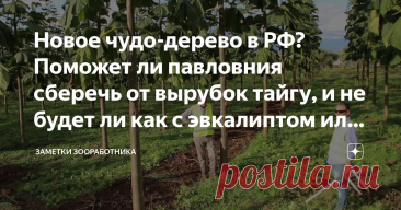 Новое чудо-дерево в РФ? Поможет ли павловния сберечь от вырубок тайгу, и не будет ли как с эвкалиптом или борщевиком Статья автора «Заметки зооработника» в Дзене ✍: В интернете павловнию уже несколько лет называют деревом будущего.