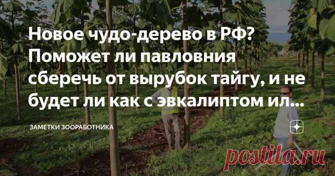 Новое чудо-дерево в РФ? Поможет ли павловния сберечь от вырубок тайгу, и не будет ли как с эвкалиптом или борщевиком Статья автора «Заметки зооработника» в Дзене ✍: В интернете павловнию уже несколько лет называют деревом будущего.