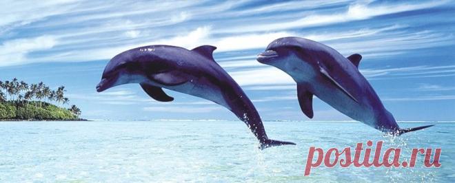 Храм Дельфинов.