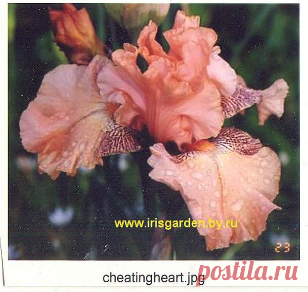 _________________4d6feb90172e2.jpg (608×576)