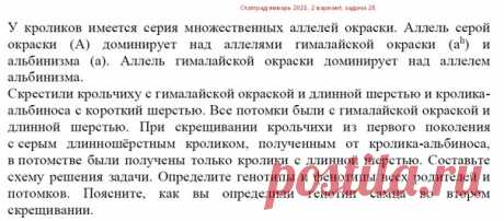 РЕШЕНИЕ ЗАДАЧИ ПО ГЕНЕТИКЕ ИЗ 2 ВАРИАНТА СТАТГРАДА (ЯНВАРЬ 2021)  Задача на множественный аллелизм
 МНОГО ГЕНЕТИКИ: https://vk.com/wall481952692_5492

 УСЛОВИЕ ЗАДАЧИ:
У кроликов имеется серия множественных аллелей окраски. Аллель серой окраски (А) доминирует над аллелями гималайской окраски (ah) и альбинизма (а). Аллель гималайской окраски доминирует над аллелем альбинизма.
Скрестили крольчиху с гималайской окраской и длинной шерстью и кролика-альбиноса с короткий шерстью...