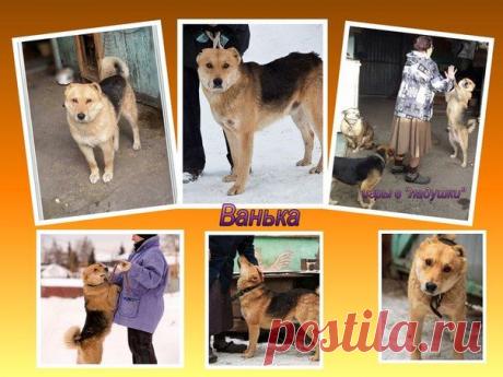 Благотворительный фонд помощи бездомным животным