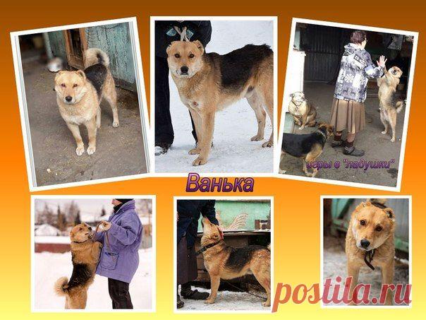 "Помощь Братьям Нашим Меньшим" (Екатеринбург)