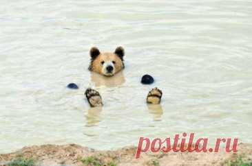 Эти медведи точно познали смысл жизни...