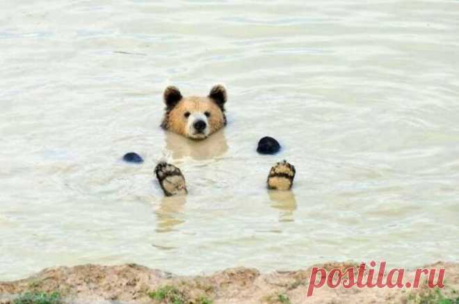 Эти медведи точно познали смысл жизни...
