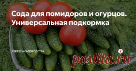 Сода для помидоров и огурцов. Универсальная подкормка Просто подкормите овощи раствором соды, и результат приятно вас удивит: урожай будет больше, слаще, крупнее и даже красивее. Дело в том, что сода улучшит здоровье растений.
