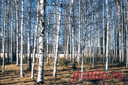 Весна рукой магической
Едва земли коснулась.
От комы летаргической
Природа встрепенулась.

Берёзовая рощица
Её тепло поймала,
Как будто бы, притворщица,
Не спала, а дремала.

В туманах заневестится
И, вы уж мне поверьте,
Она – большая – вместится
В малюсенькое сердце!