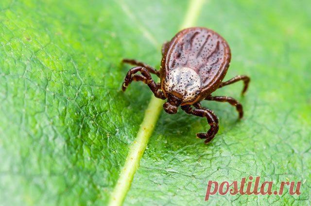 Уже появилась информация о людях и собаках, укушенных клещами. Объясняют это ранней весной. Но спокойнее от данного объяснения не становится.