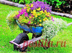 Старая тачка для цветов. Идеи для сада

Старую износившуюся садовую тачку не нужно выбрасывать, у нас в хозяйстве все пригодится, особенно если есть при доме клумба или же имеется дача. Старую тачку очень красиво и удачно можно вписать в ландшафт, засадив роскошными летними цветами.
•••







•••в продолжении ещё фото