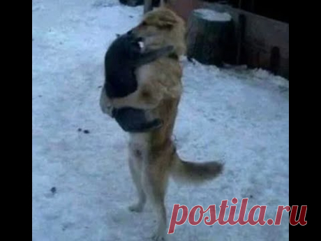 😺 Теперь это мой кот! 🐶 Смешное видео с собаками, кошками и котятами! 🐱