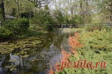 A pond with a lot of weeds and a house in the background. The pond is murky and has a lot of leaves floating on the surface Стоковое фото, фотограф Ilaronsia / Фотобанк Лори