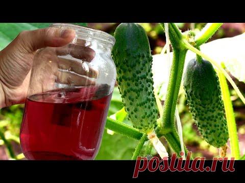 Для огурцов в августе это просто живая вода! Огурцы зеленеют на глазах и плодоносят до октября!