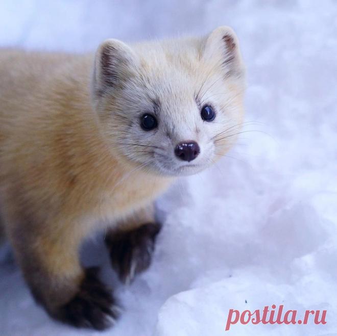 Mustelidae ☼ норки выдры хорьки | ВКонтакте