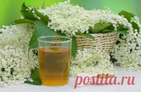 Бузина для зрения ценна! Три рецепта с цветом бузины для восстановления зрения и от усталости глаз